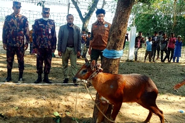 দুর্লভ প্রজাতির বন ছাগলটি এখন রাজকান্দি রিজার্ভ ফরেস্টে