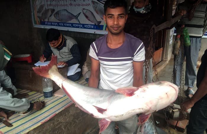 পদ্মায় জেলের জালে বিশালাকৃতির দুই পাঙ্গাস