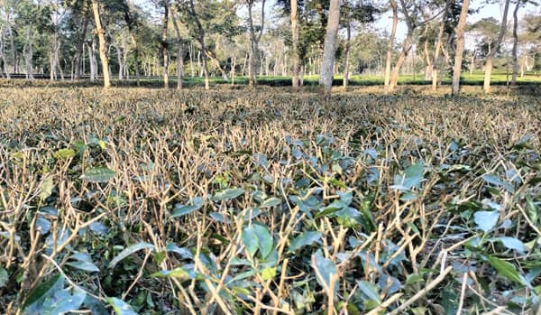 মৌলভীবাজারের চা বাগানে চলছে প্রুনিং কার্যক্রম