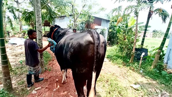 মৌলভীবাজারে নজর কাড়ছে ১২শ কেজির কালো মানিক