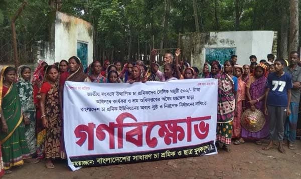 কমলগঞ্জে পাঁচশ টাকা মজুরির দাবিতে চা শ্রমিকদের বিক্ষোভ সমাবেশ