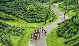 লক্ষ্যমাত্রা অর্জিত না হলেও বেড়েছে চা উৎপাদন