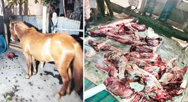 গোপালপুরে গভীর রাতে ঘোড়া জবাই, আটক ৪ জন