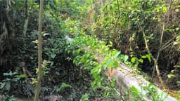 রাজকান্দি বনাঞ্চলে ৬ হাজার একর বনভূমি পান চাষে লিজের অভিযোগ