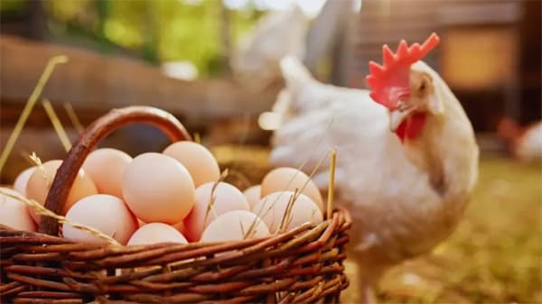 বাংলাদেশসহ চল্লিশ দেশের পোল্ট্রি পণ্যে কঠোর নিষেধাজ্ঞা সৌদি আরবের