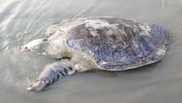 কুয়াকাটা সৈকতে ভেসে এলো মৃত অলিভ রিডলি মা কচ্ছপ