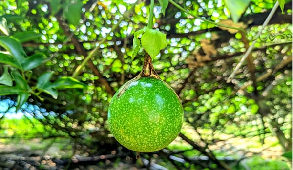 কমলগঞ্জে আনারকলি চাষে কৃষকের অভাবনীয় সাফল্য
