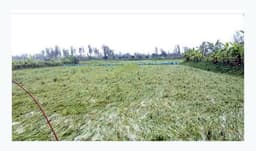 ঝড়-বৃষ্টিতে সিরাজগঞ্জে রোপা আমনসহ হাজারো বিঘা ফসলের ক্ষতি