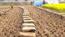 সরিষার হলুদ ফুলে ব্যস্ত হাকিমপুরের মৌচাষিরা