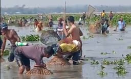 শ্রীমঙ্গলে ‘মব সিস্টেমে’ সরকারিভাবে ইজারা দেওয়া জলমহালে মাছ লুট !