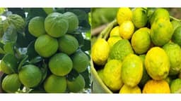 জুড়ীতে আদালেবু চাষে অর্থনৈতিক সমৃদ্ধির নতুন দিগন্ত