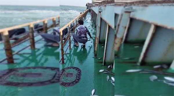 সমুদ্রে চলন্ত জাহাজে হঠাৎ ইলিশের ঝাঁপ, তিন মণ সংগ্রহ, ভিডিও ভাইরাল