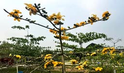 মৌলভীবাজারে লালের মাঝে ব্যতিক্রম, ফুটেছে দুষ্প্রাপ্য হলুদ শিমুল