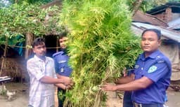 বিরামপুরে তিন হাজার ইয়াবা, নবাবগঞ্জে গাঁজার গাছসহ গ্রেপ্তার তিন