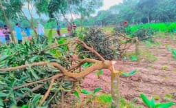 নবাবগঞ্জে পূর্ব শত্রুতার জেরে কৃষি প্রদর্শনীর ২৯৬টি আমগাছ কর্তন