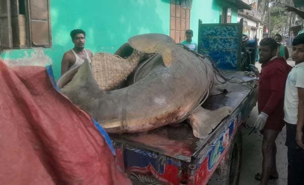 ঝালকাঠিতে জেলের জালে দানবাকৃতির ‘খটক মাছ’, বিক্রি আড়াই লাখ