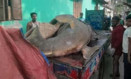 ঝালকাঠিতে জেলের জালে দানবাকৃতির ‘খটক মাছ’, বিক্রি আড়াই লাখ