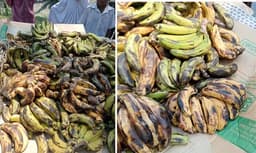 পুষ্টিকর খাবারের নামে শিক্ষার্থীদের দেওয়া হচ্ছে নষ্ট কলা! ক্ষোভ