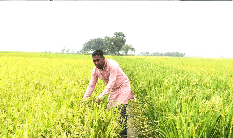 আত্রাইয়ের মাঠে সোনালী শীষে দুলছে কৃষকের স্বপ্ন