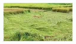 ধান কাটার আগেই ঝড়-বৃষ্টি, হিলিতে কৃষকের মুখে হতাশার ছাপ