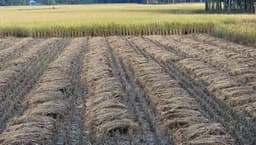 গোপালপুরে আমনে বাম্পার ফলন, কৃষকের মুখে তৃপ্তির হাসি