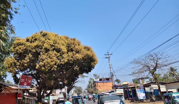 মৌলভীবাজারে আমের মুকুলে সুভাস ছড়াচ্ছে ঘ্রাণ, বাম্পার ফলনের আশা