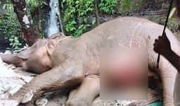 টেকনাফের পাহাড়ি দুর্ঘটনায় চিকিৎসাধীন অবস্থায় মারা গেল হাতিটি