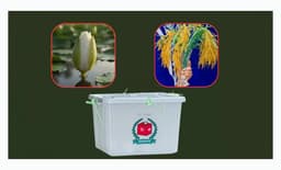 ধানের শীষ আর শাপলা কলিতে হবে ফাইট: নাসীরুদ্দীন পাটওয়ারী