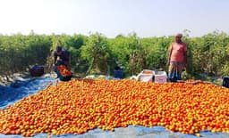 রাজবাড়ীর চরাঞ্চলে হাইব্রিড টমেটোর বাম্পার ফলন, কৃষকের মুখে হাসি