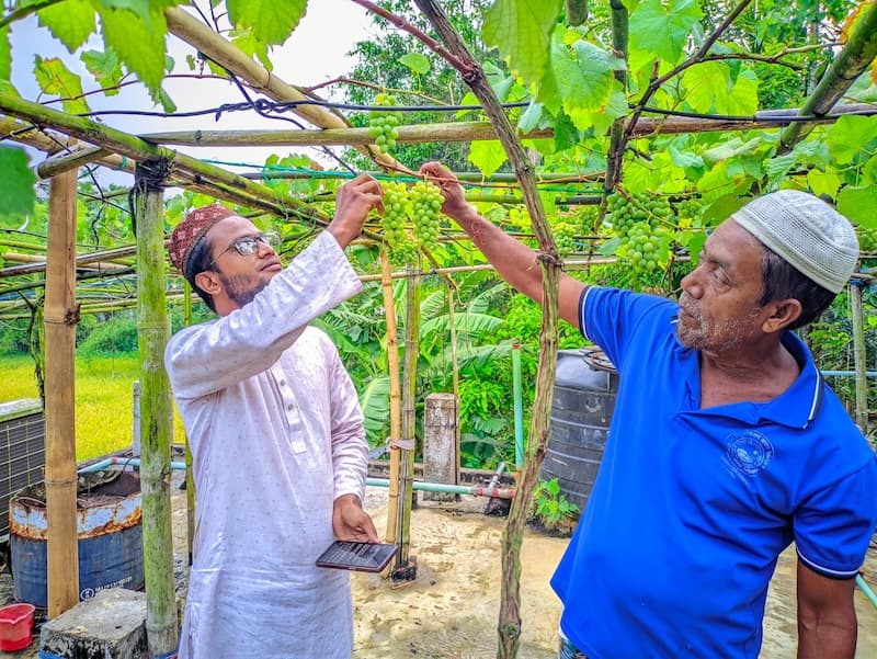 শ্রীমঙ্গলের মসজিদের ছাদে ঝুলছে আঙুর, আলোচনায় কৃষক ফারুক