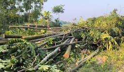 দেবীদ্বারে স্কুল প্রতিষ্ঠার নামে ভূমি দখল ও শতাধিক গাছ কেটে ফেলার অভিযোগ