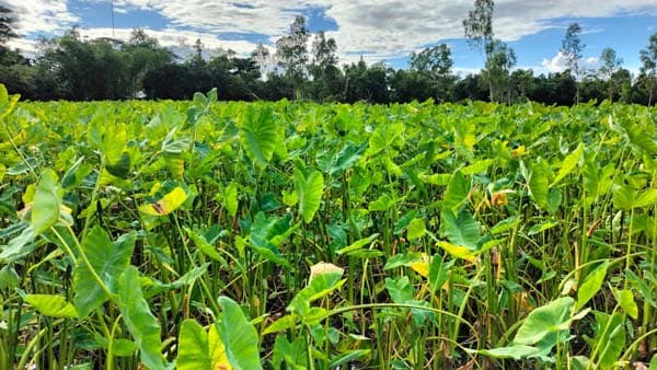 মৌলভীবাজারে কচুর লতি চাষে বিপ্লব, সমৃদ্ধ গ্রামের জন্ম