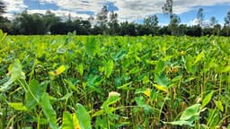 মৌলভীবাজারে কচুর লতি চাষে বিপ্লব, সমৃদ্ধ গ্রামের জন্ম