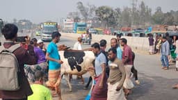 চান্দাইকোনা পশুর হাটে থ্রি-হুইলারের ভিড়ে মহাসড়কে নৈরাজ্য! ঝুঁকি