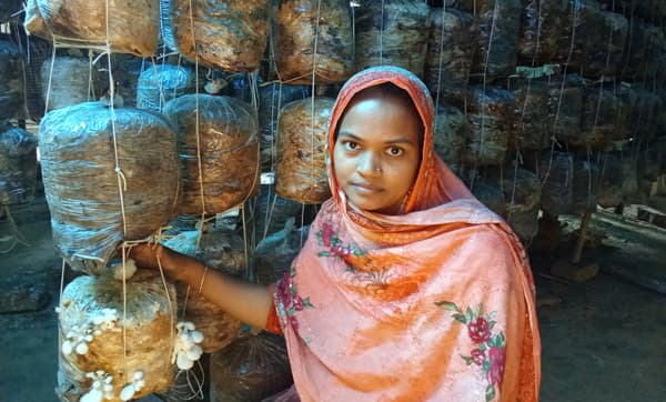 ইউটিউব দেখে মাশরুম চাষে ভাগ্য বদলের স্বপ্ন দেখছে “শাহাজাদী”