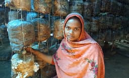 ইউটিউব দেখে মাশরুম চাষে ভাগ্য বদলের স্বপ্ন দেখছে “শাহাজাদী”