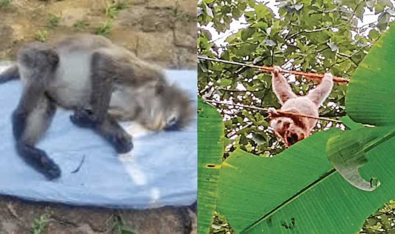 সংরক্ষিত বনাঞ্চলে অনিরাপদ বিদ্যুৎ লাইনে প্রাণী সংরক্ষণের সংকট