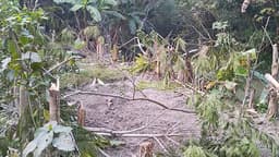 রাজাপুরে জমি বিরোধে কৃষকের দুই শতাধিক গাছ কেটে দখলচেষ্টা