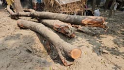 গোয়ালন্দে গোয়ালন্দে আশ্রয় কেন্দ্রের মূল্যবান গাছ অবৈধভাবে বেচাকেনার অভিযোগ