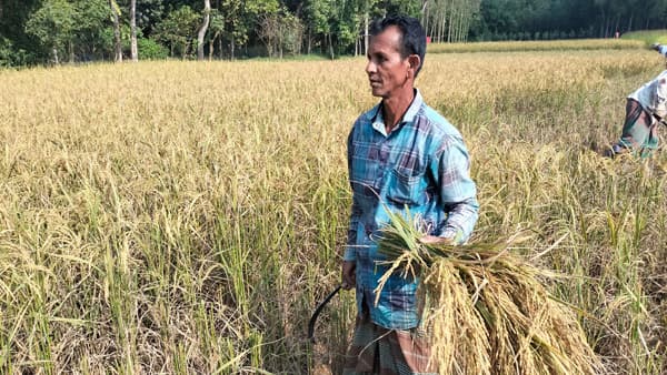 মৌলভীবাজারে আমনের বাম্পার ফলন: হাওর-উজানে কৃষকের মুখে তৃপ্তির হাসি