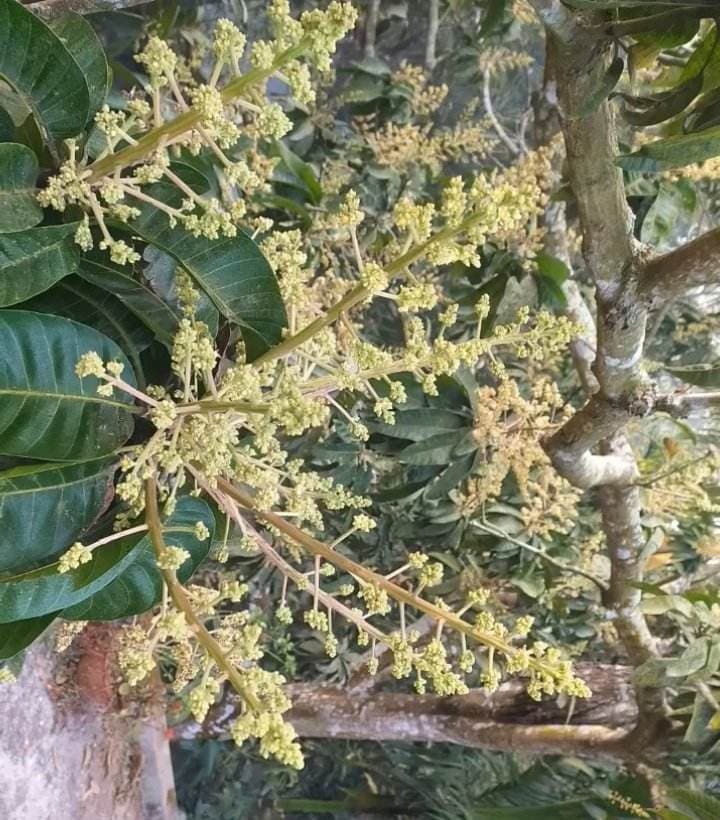 কালিগজ্ঞ অঞ্চলের গাছে গাছে শোভা ছড়াচ্ছে আমের স্বর্ণালি মুকুল