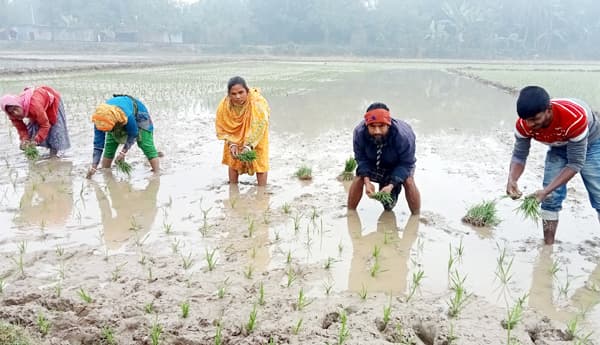 পাঁচবিবিতে উনত্রিশ জাতের ইরিবোরো ধান রোপন শুরু