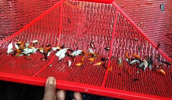 রঙিন মাছ চাষে সফল ঠাকুরগাঁওয়ের তাজুল