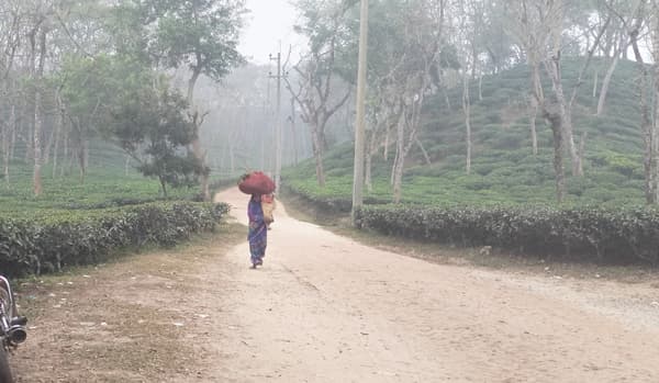 শীতে কাঁপছে শ্রীমঙ্গল, দুর্ভোগে অসহায় মানুষ