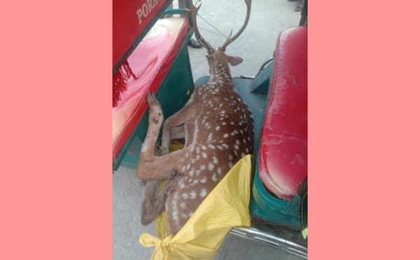 বাচানো গেলো না সেই হরিণটিকে !