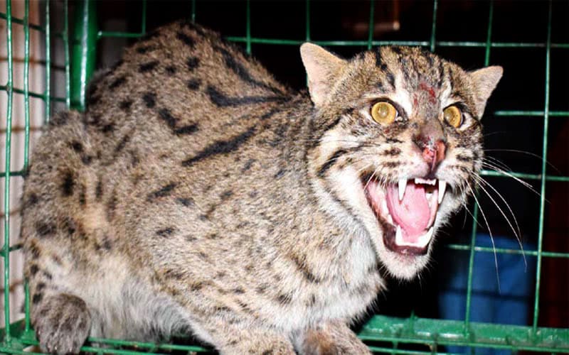 হরিণাকুন্ডুতে কৃষকের পাতা ফাঁদে মেছোবাঘ ধরা!