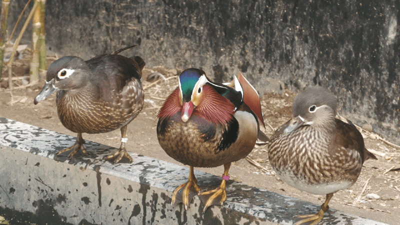 শখের বসে করেছেন পশু-পাখি পালন করে কোটিপতি শাকিব