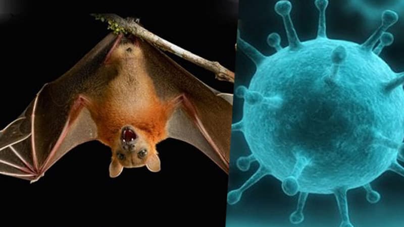 দেশের ২৮ জেলায় মিলেছে ‘নিপাহ ভাইরাস’