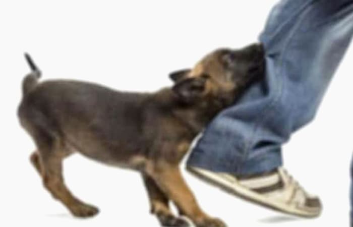 দেবীদ্বারে পাগলা কুকুরের হানা; ৬ শিশু- কিশোর আহত