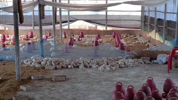 খামারের সাথে শত্রুতা, হিলিতে ১২০০ পোল্ট্রি মুরগি নিধন